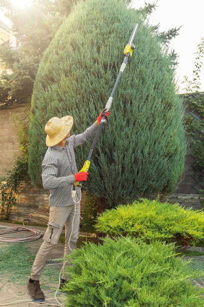 Best Tree Clearing Services  in High Rolls, NM